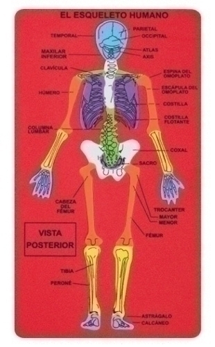 FIXO - GOMA EVA PUZZLE 15,7x28 cm. ESQUELETO HUMANO (Ref.5031/68003500)