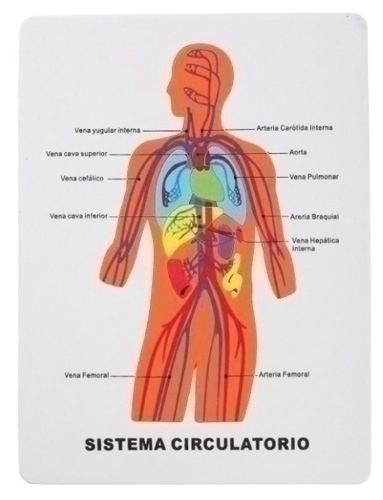 FIXO - GOMA EVA PUZZLE 22,5x28 cm. SISTEMA CIRCULATORIO (Ref.5029/68003300)