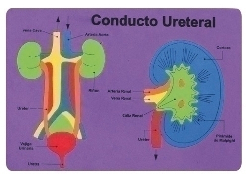 FIXO - GOMA EVA PUZZLE 26x36 cm. SISTEMA RENAL (Ref.5027/68003100)